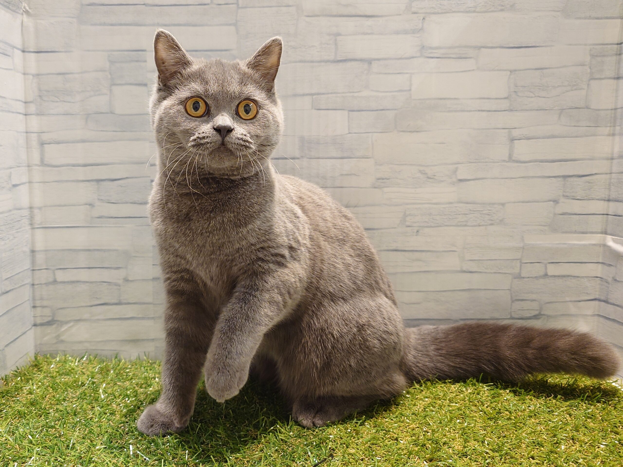 ⑨ブリティッシュショートヘアー