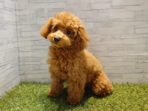 ⑦トイプードル　￥185,900(税込)