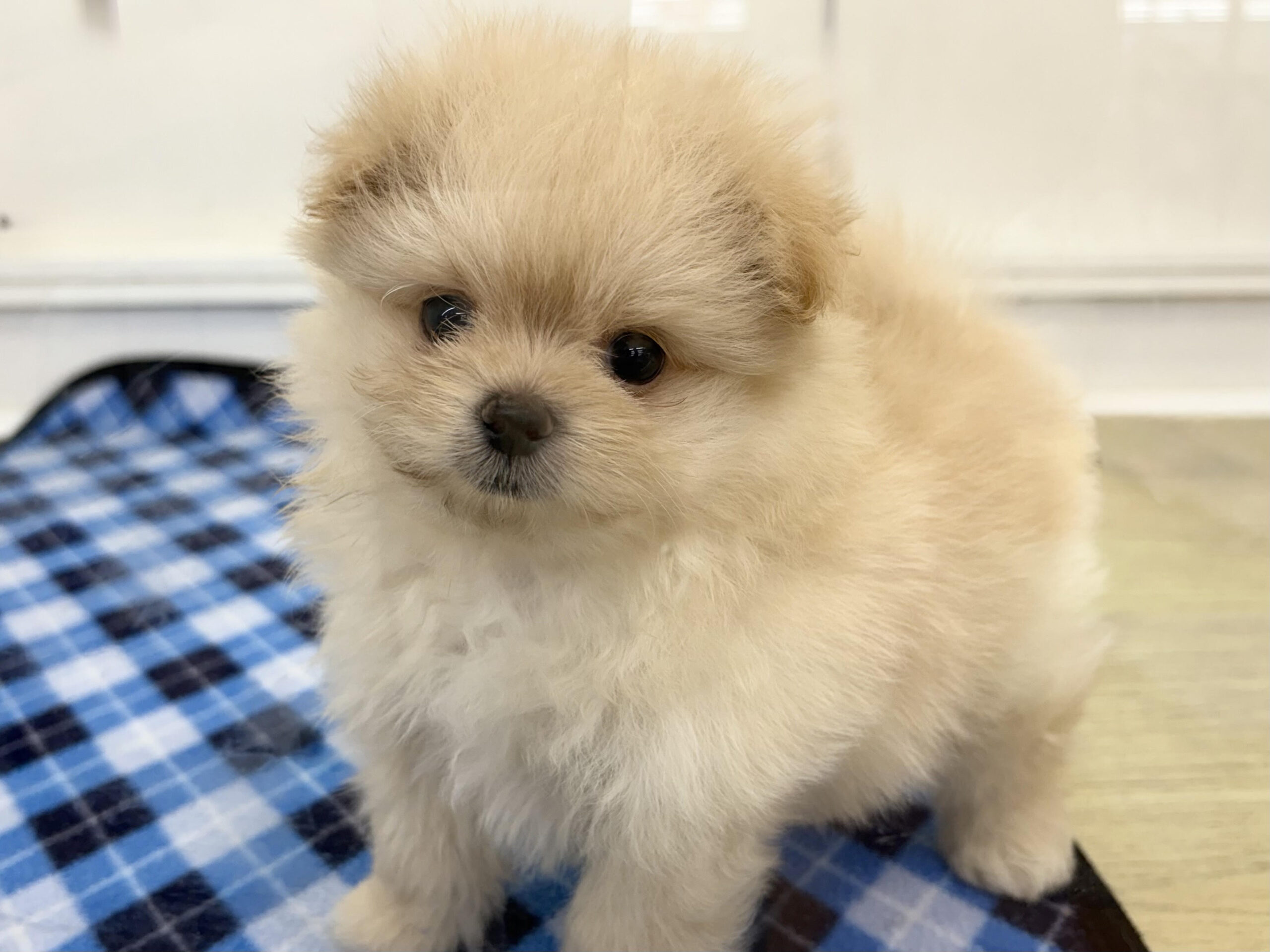 ⑨Mix(父ポメラニアン×母トイプードル)