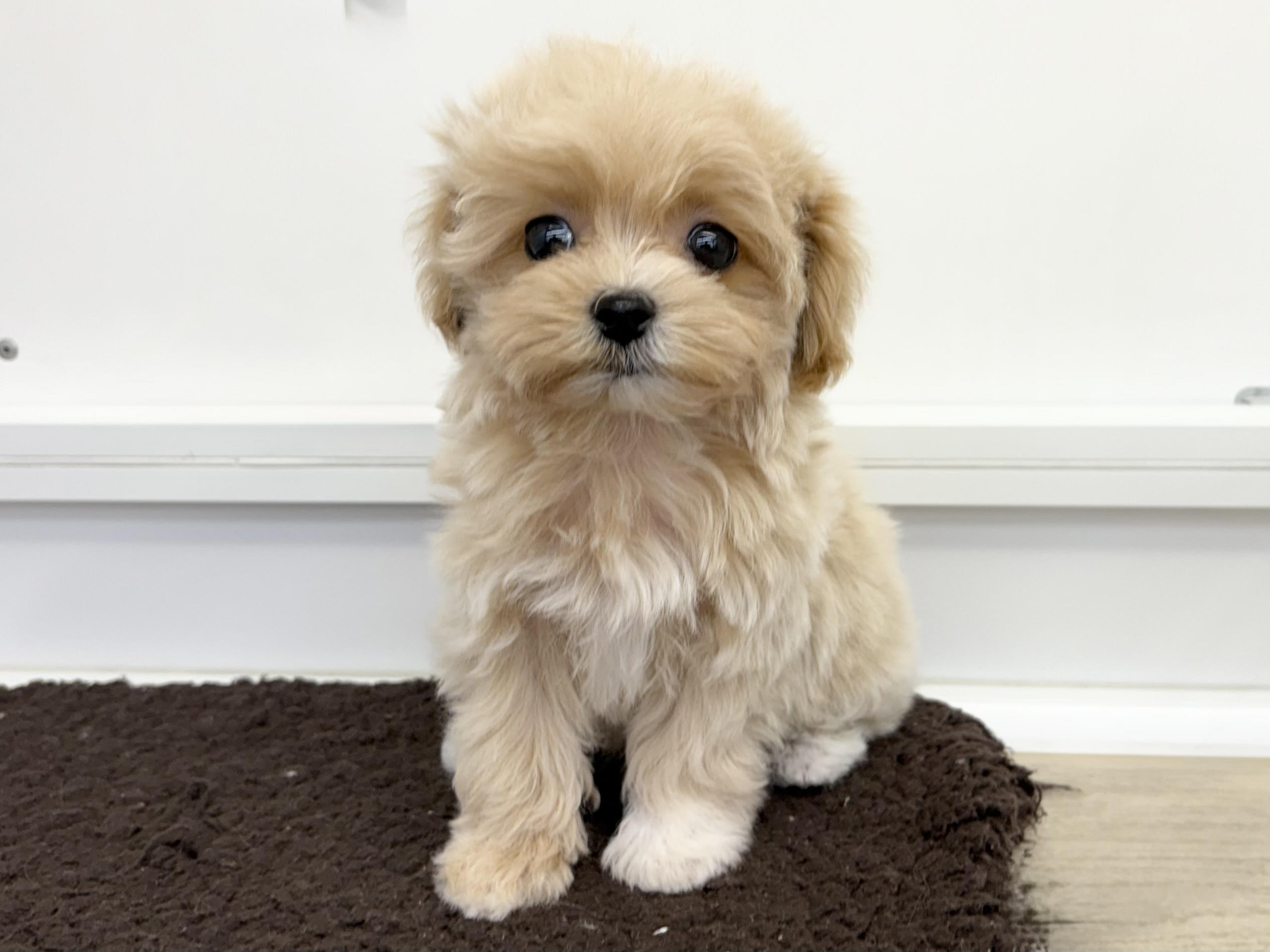 ④Mix(父トイプードル×母マルチーズ)