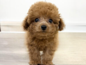 ④トイプードル￥471,900(税込)