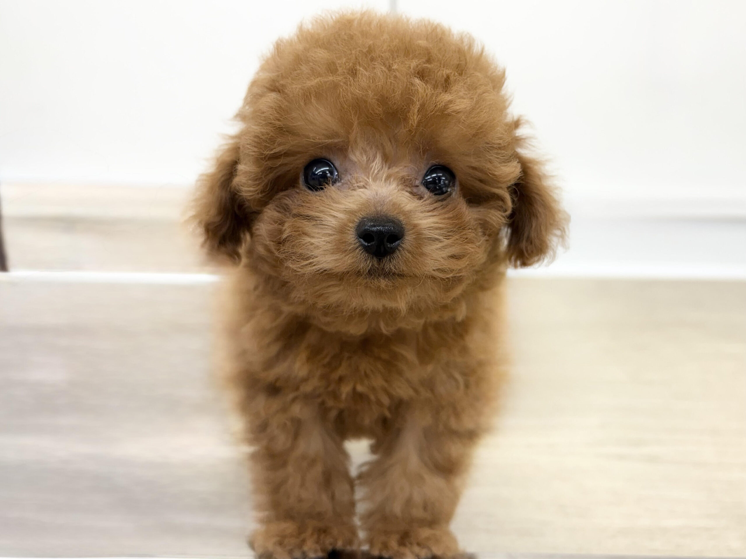 ④トイプードル