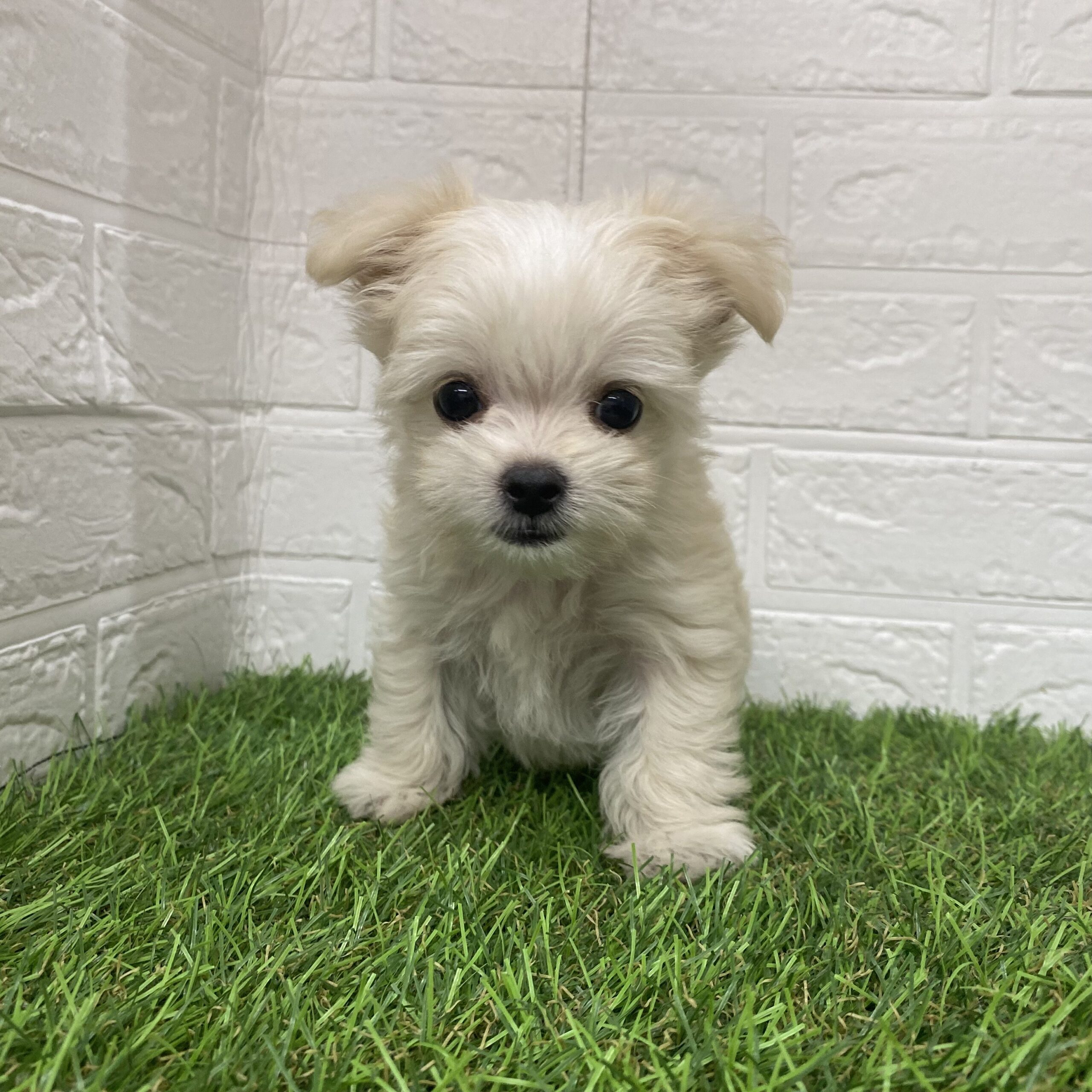 MIX(父チワワ(ロング)×母マルチーズ)