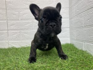 フレンチブルドッグ￥361,900(税込)→11/24(日)まで￥328,900(税込)