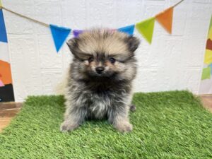 ⑥ポメラニアン￥185,900(税込)→10/27まで￥152,900(税込)