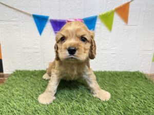 ⑤アメリカン・コッカースパニエル￥295,900(税込)→10/27まで￥262,900(税込)