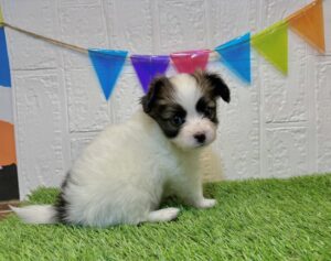 ④パピヨン¥295,900(税込)→11/03まで¥262,900(税込)