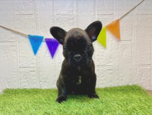 ⑥フレンチブルドッグ¥350,900(税込)→11/03まで¥317,900(税込)