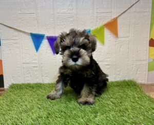 ⑧ミニチュアシュナウザー¥240,900(税込)→11/03まで¥207,900(税込)