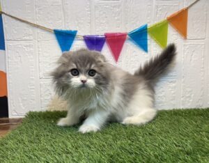 ⑤スコティッシュフォールド(耳折)￥350,900(税込)→11/03まで￥317,900(税込)