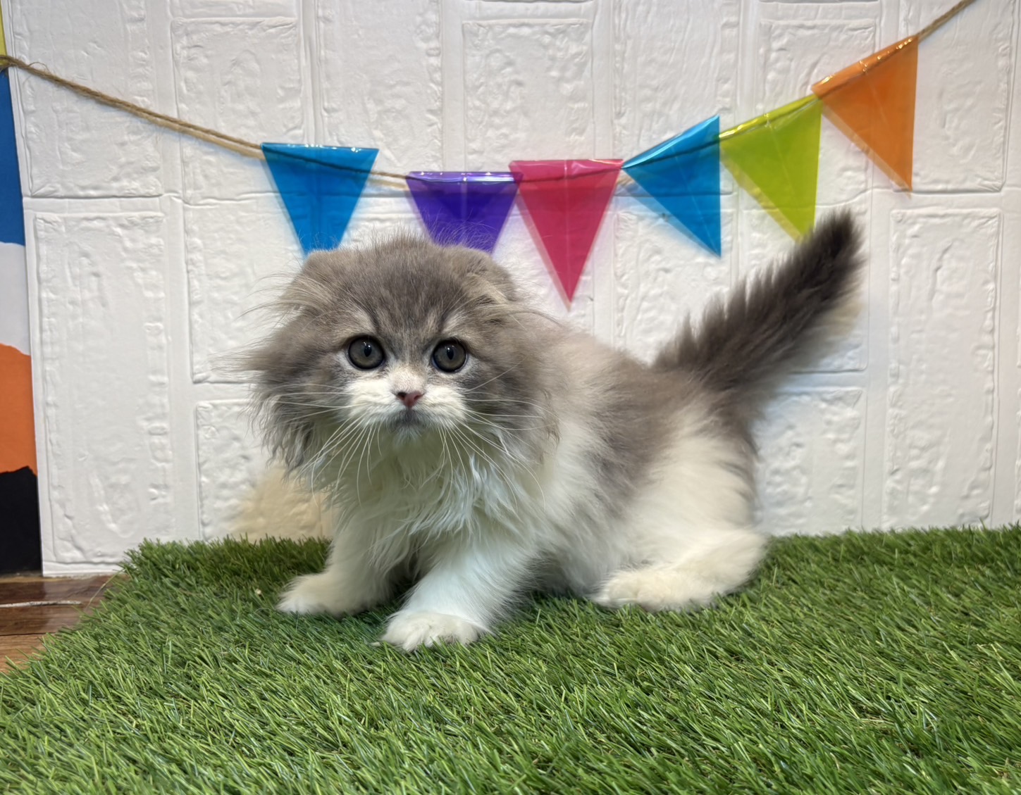 ⑤スコティッシュフォールド(耳折)