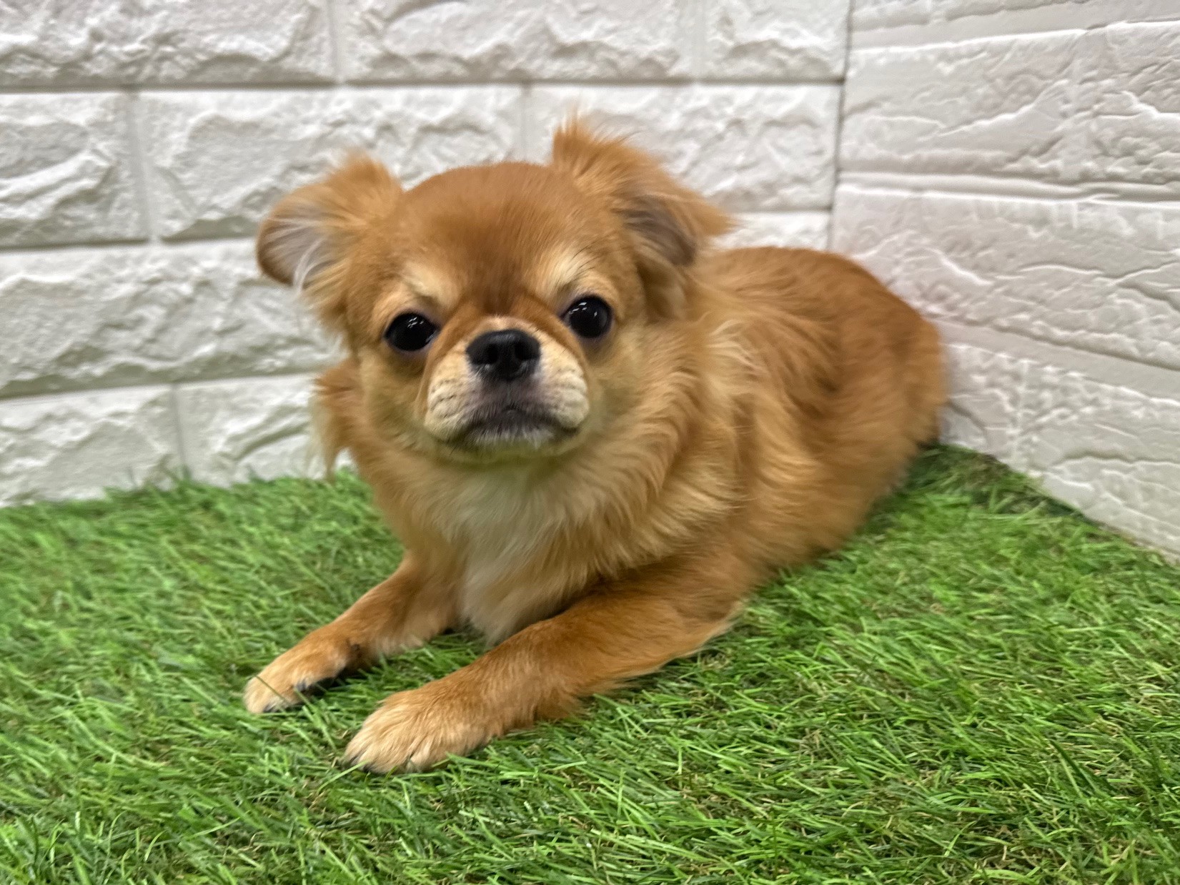 チワワ（ロング）