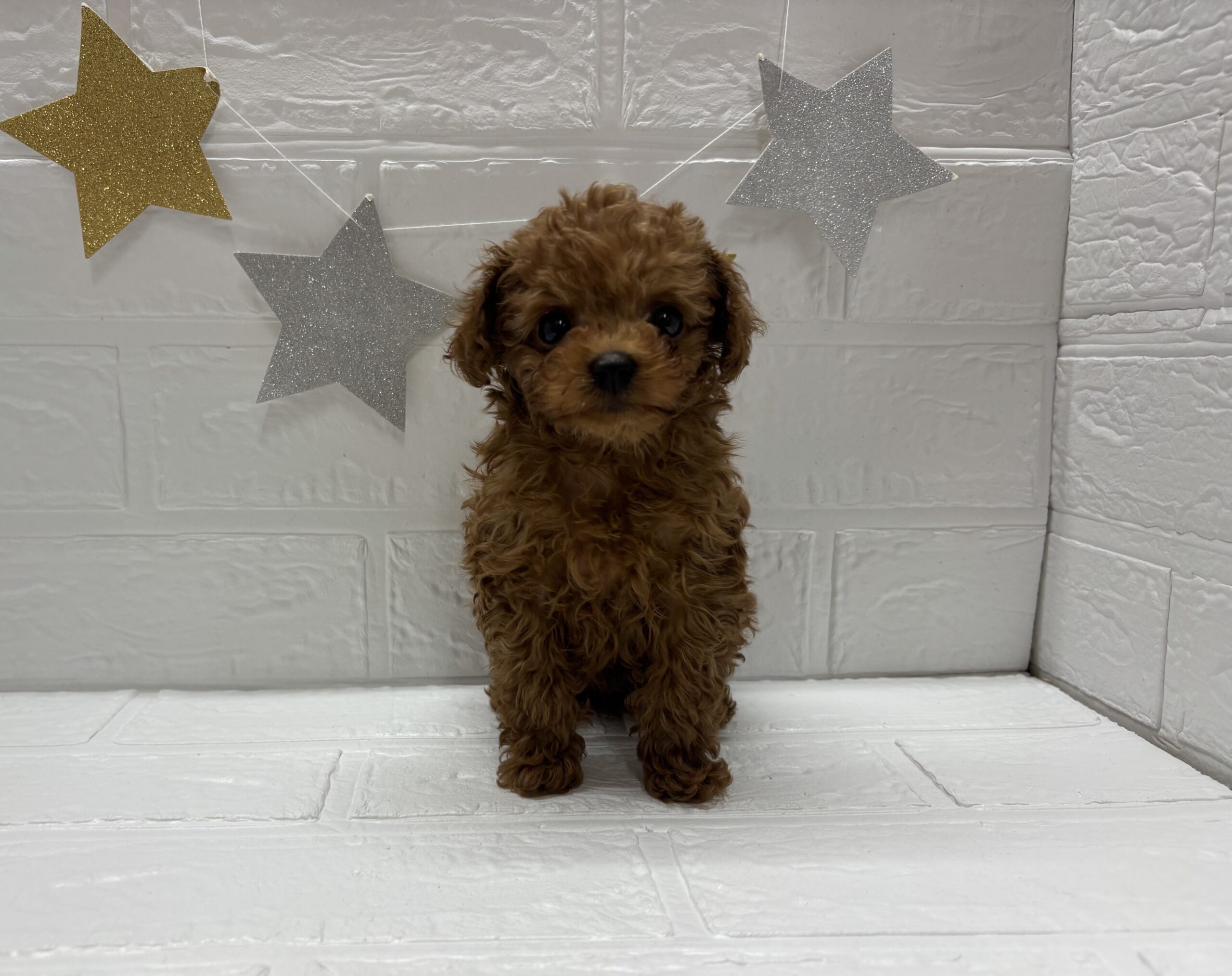 ②トイプードル