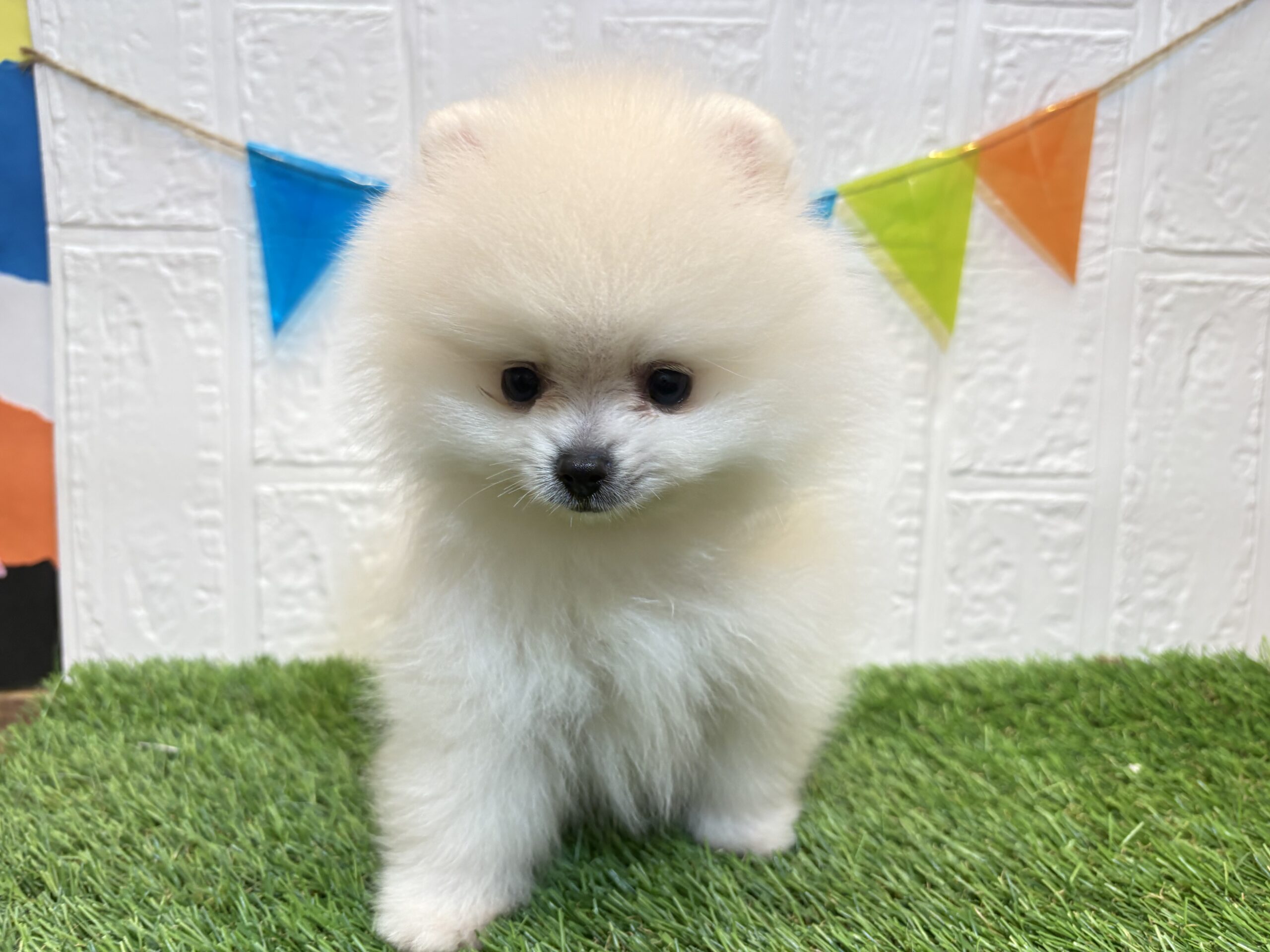 ③ポメラニアン