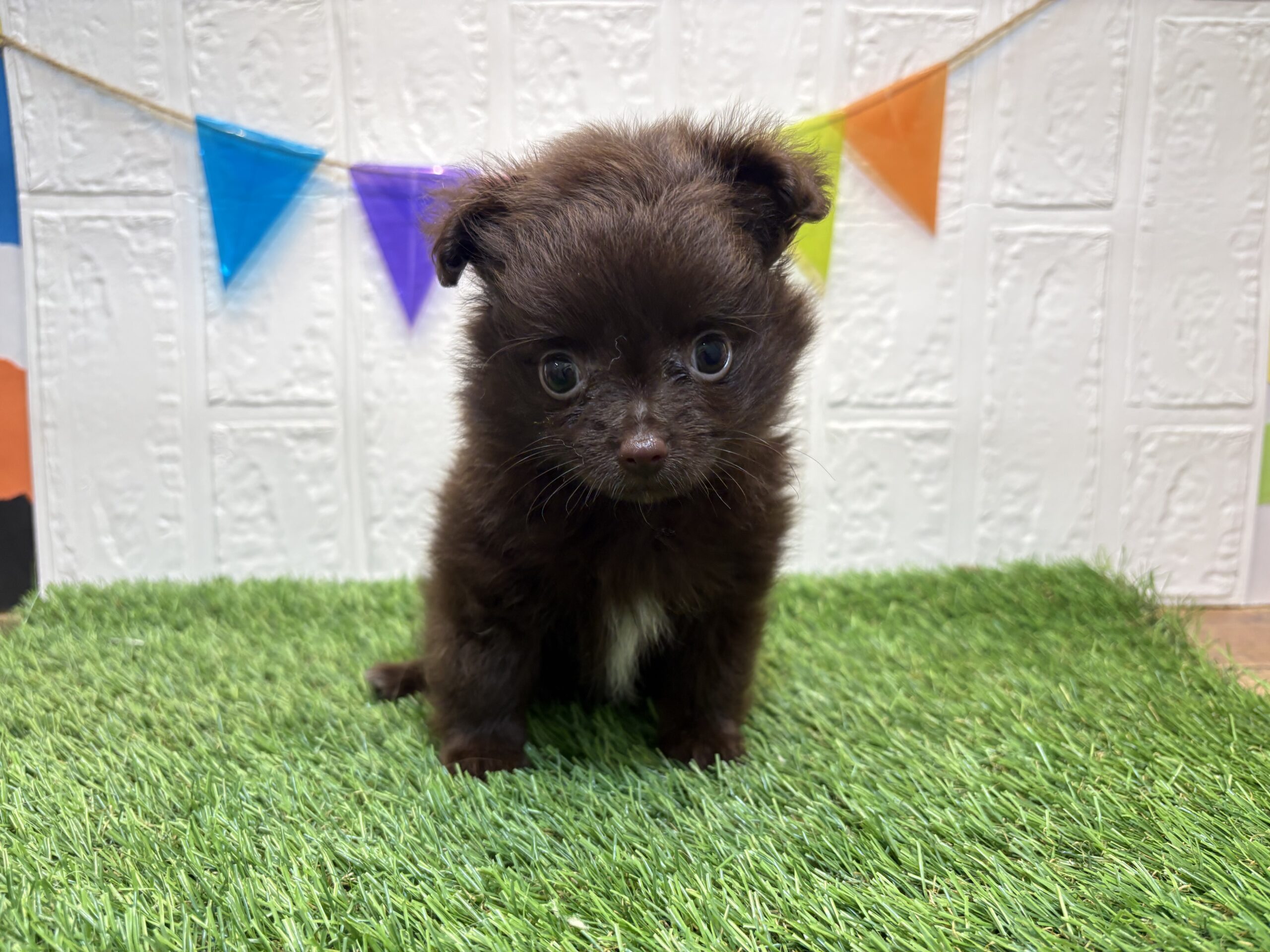 ⑦Mix(父ポメラニアン×母チワワ)