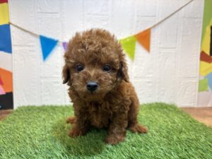 ①トイプードル￥240,900(税込)→10/13まで￥207,900(税込)