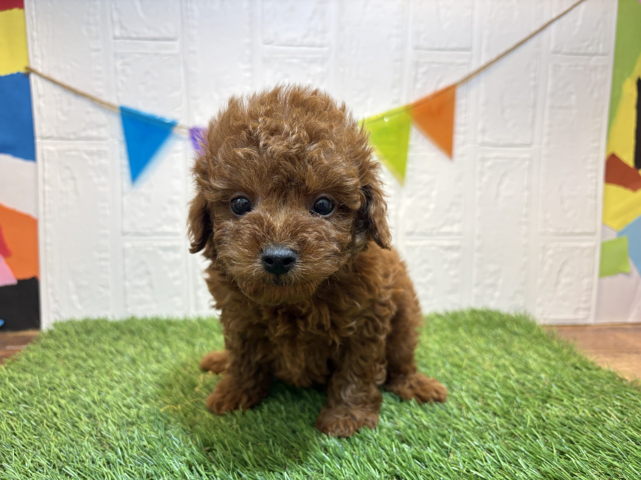 ①トイプードル