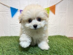 ⑤Mix(父ポメラニアン×母トイプードル)￥207,900(税込)→10/13まで￥174,900(税込)