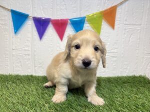 ②ミニチュアダックスフンド(ロング)￥185,900(税込)→10/20まで￥152,900(税込)