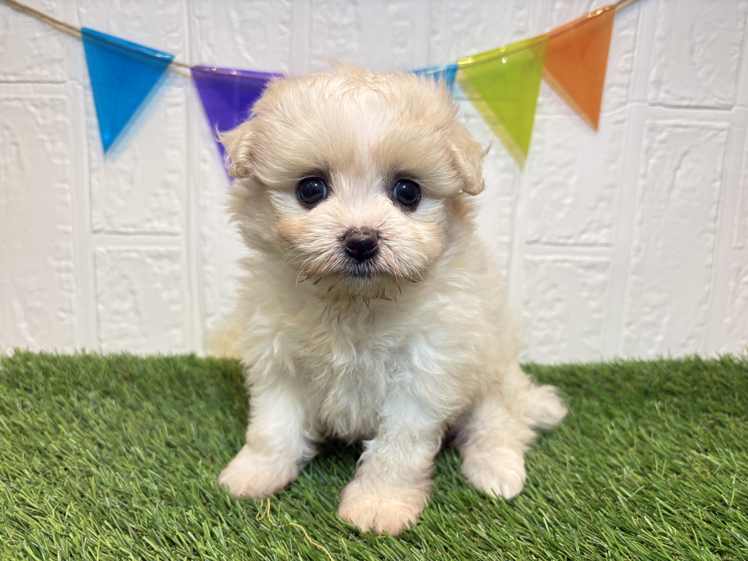 ③Mix(父ポメラニアン×母ビションフリーゼ)