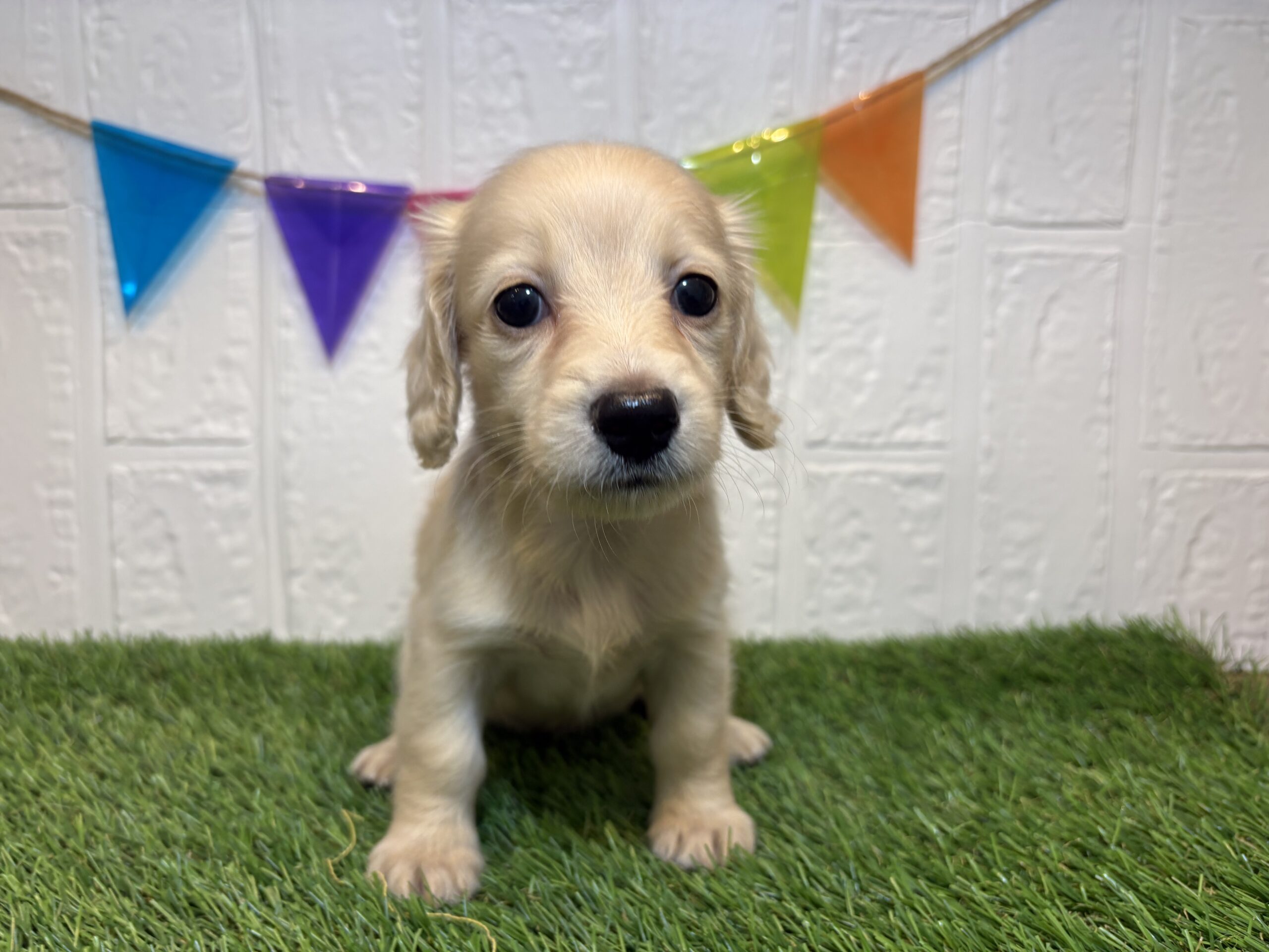 ⑥ミニチュアダックスフンド(ロング)