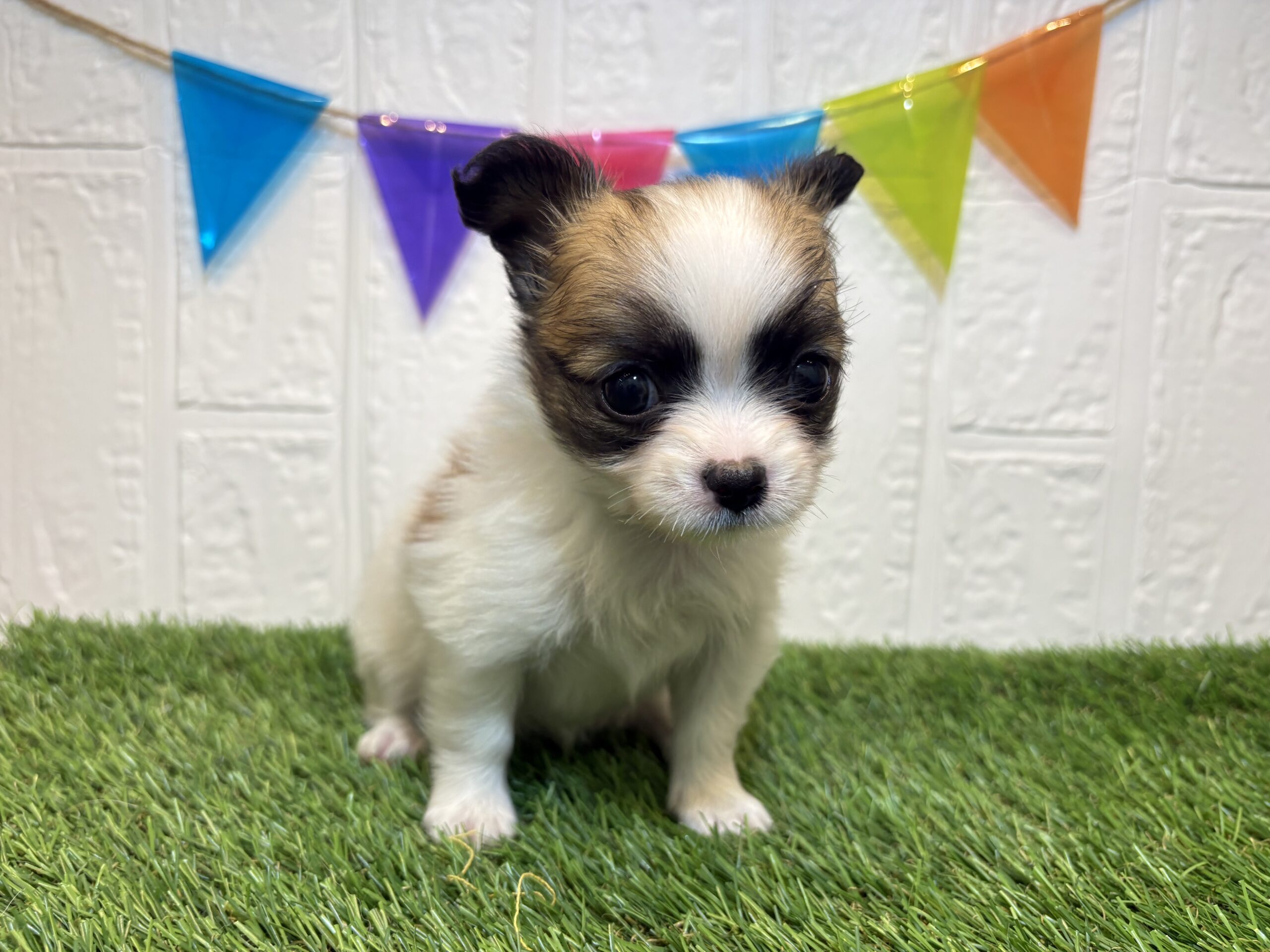 ⑧Mix(父チワワ(ロング)×母パピヨン)