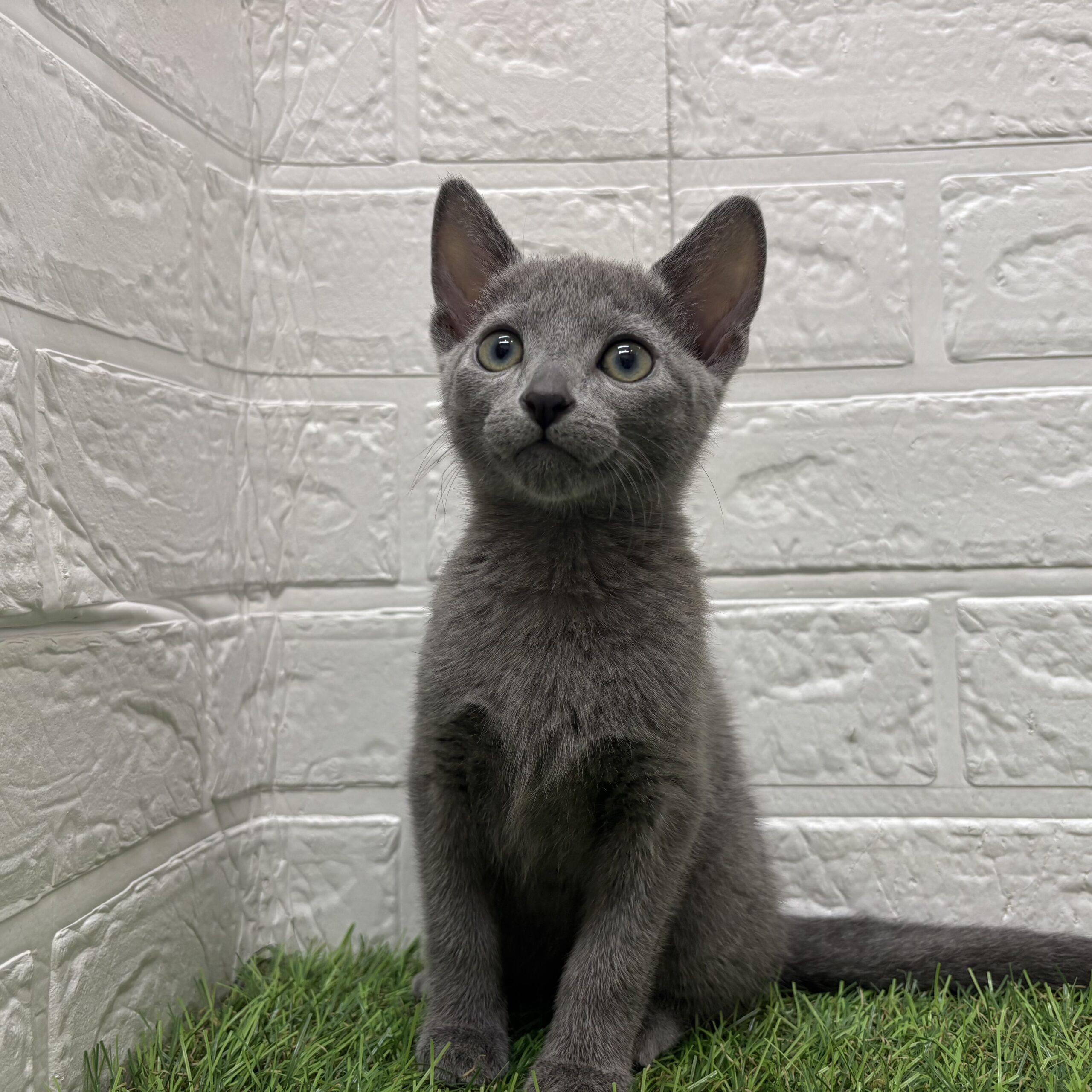 ロシアンブルー