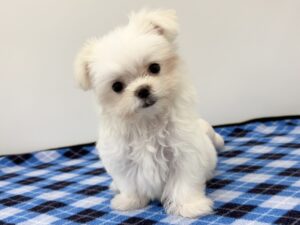 ②マルチーズ￥350,900(税込)
