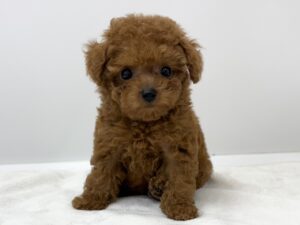 ④トイプードル￥471,900(税込)