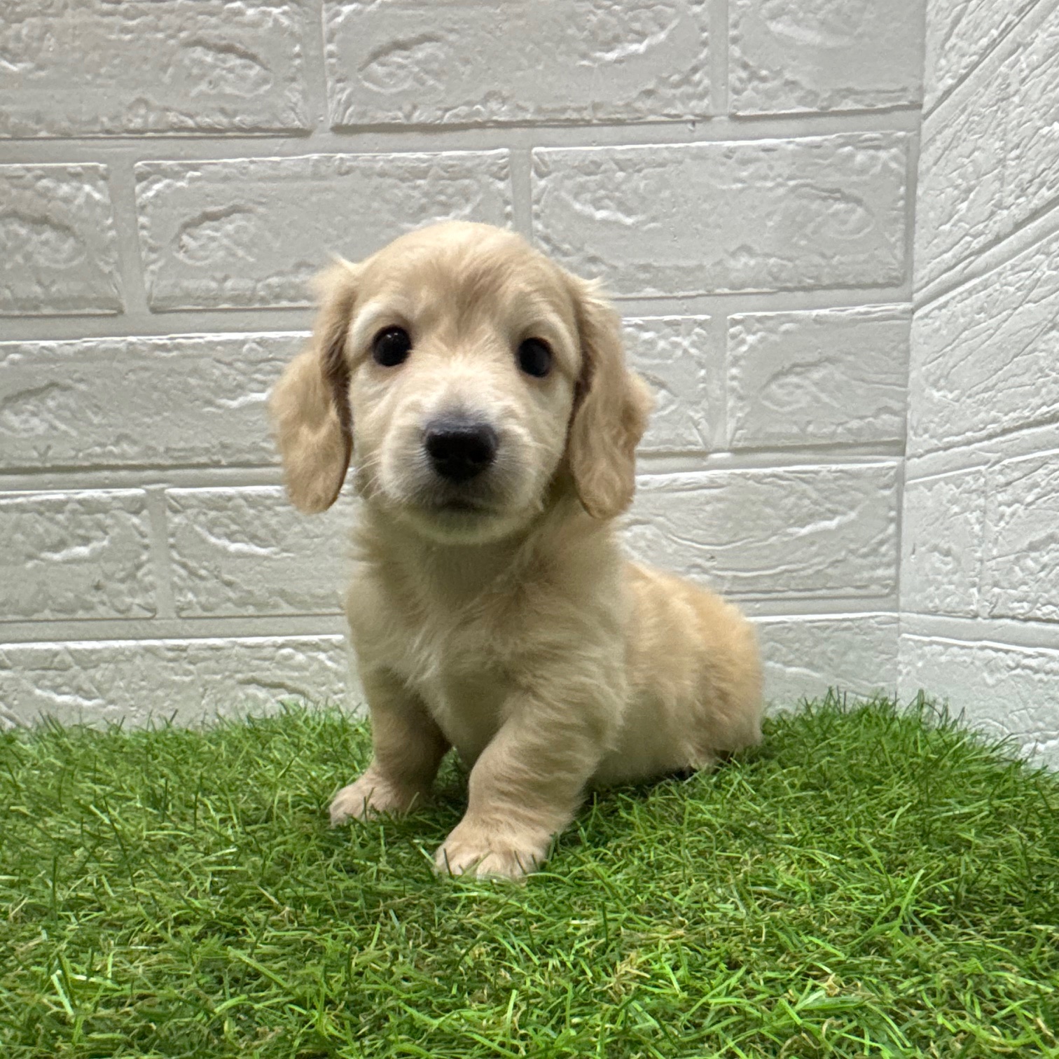 ミニチュアダックスフンド(ロング)