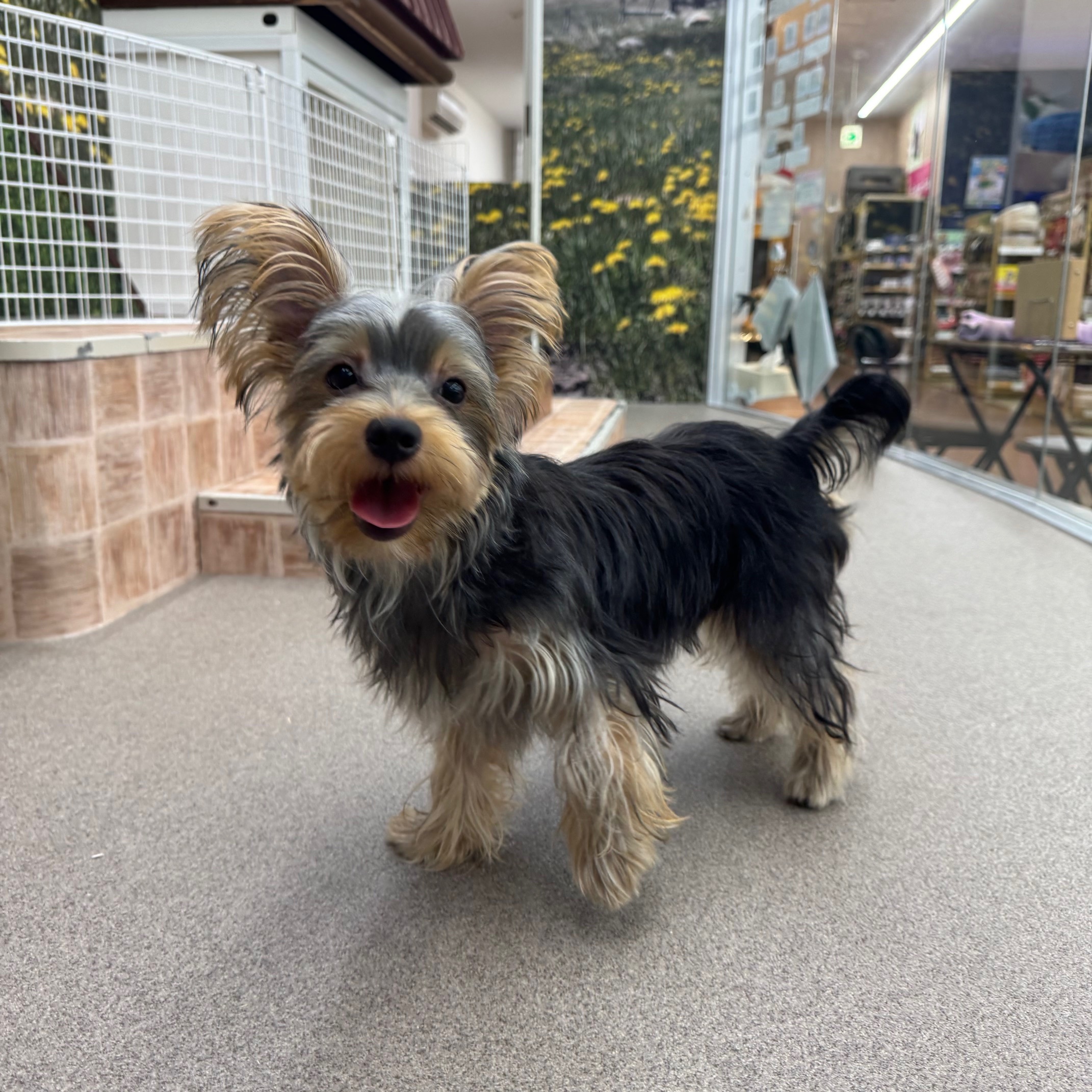 ヨークシャテリア