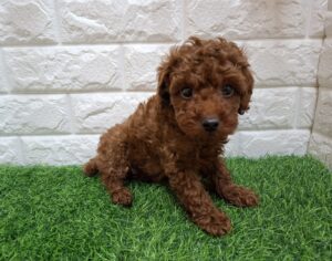 トイプードル ¥218,900(税込)→11/24まで¥185,900(税込)