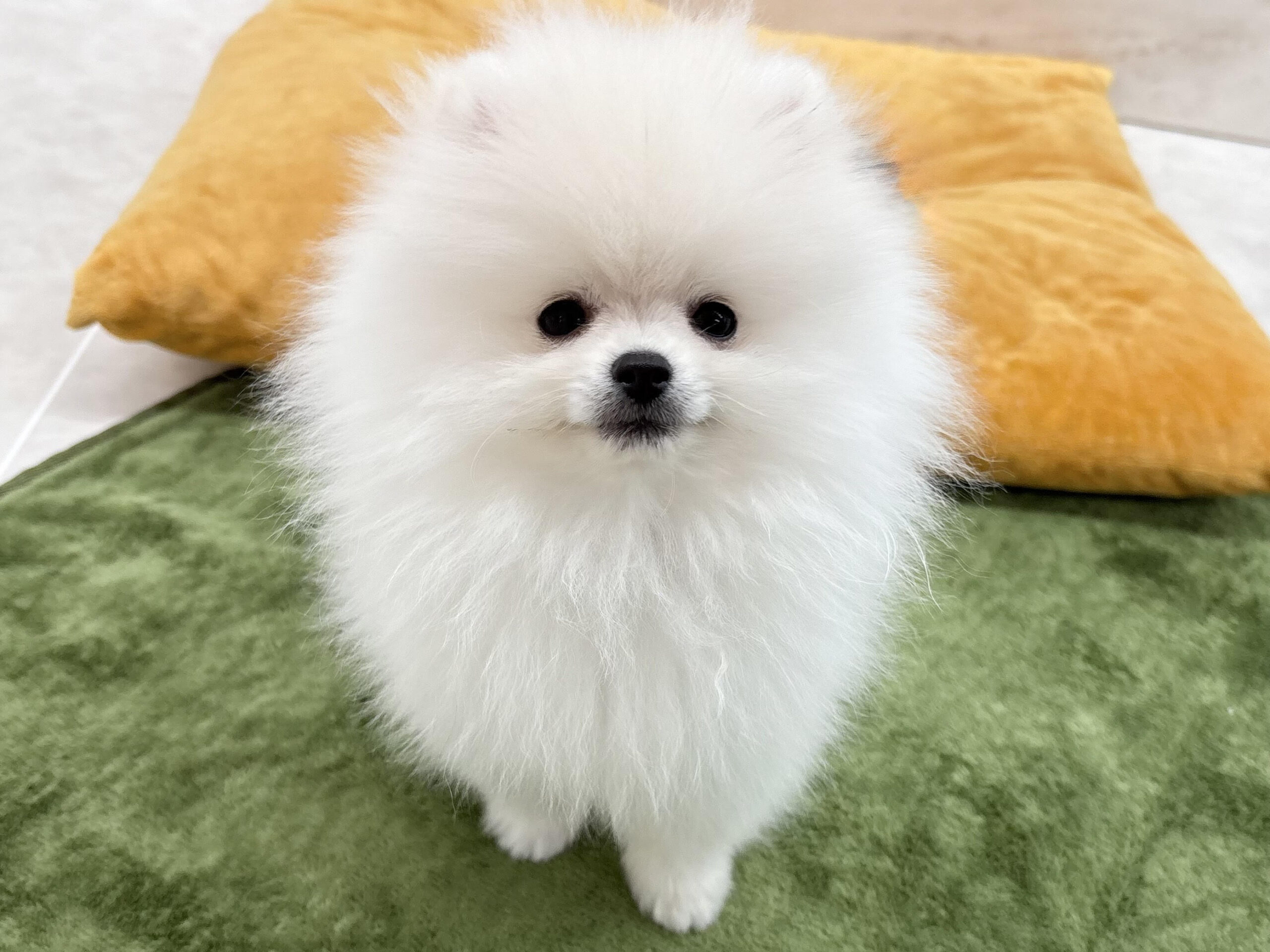 ③ポメラニアン