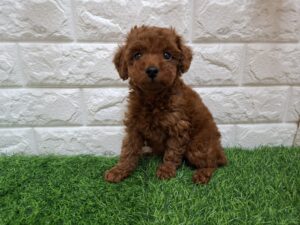 トイプードル ¥240,900(税込)→11/24まで¥207,900(税込)