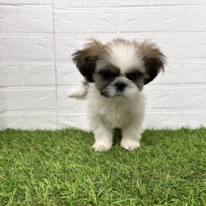 シーズー￥240,900(税込)→11/24(日)まで￥207,900(税込)