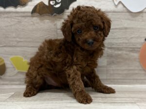 トイプードル　￥206,800(税込)