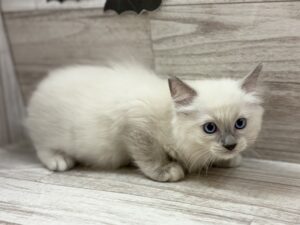 ラグドール　￥206,800(税込)