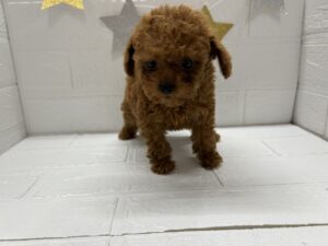 ④トイプードル￥471,900(税込)