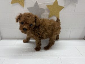 ②トイプードル¥394,900(税込)