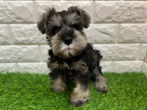 ミニチュアシュナウザー ￥284,900(税込) → 11/24まで￥251,900(税込)