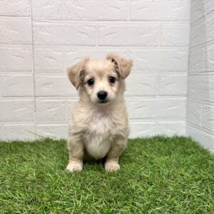 Mix（父ミニチュアダックスフンド（ロング）×母チワワ（ロング））￥229,900(税込)→11/24(日)まで￥196,900(税込)