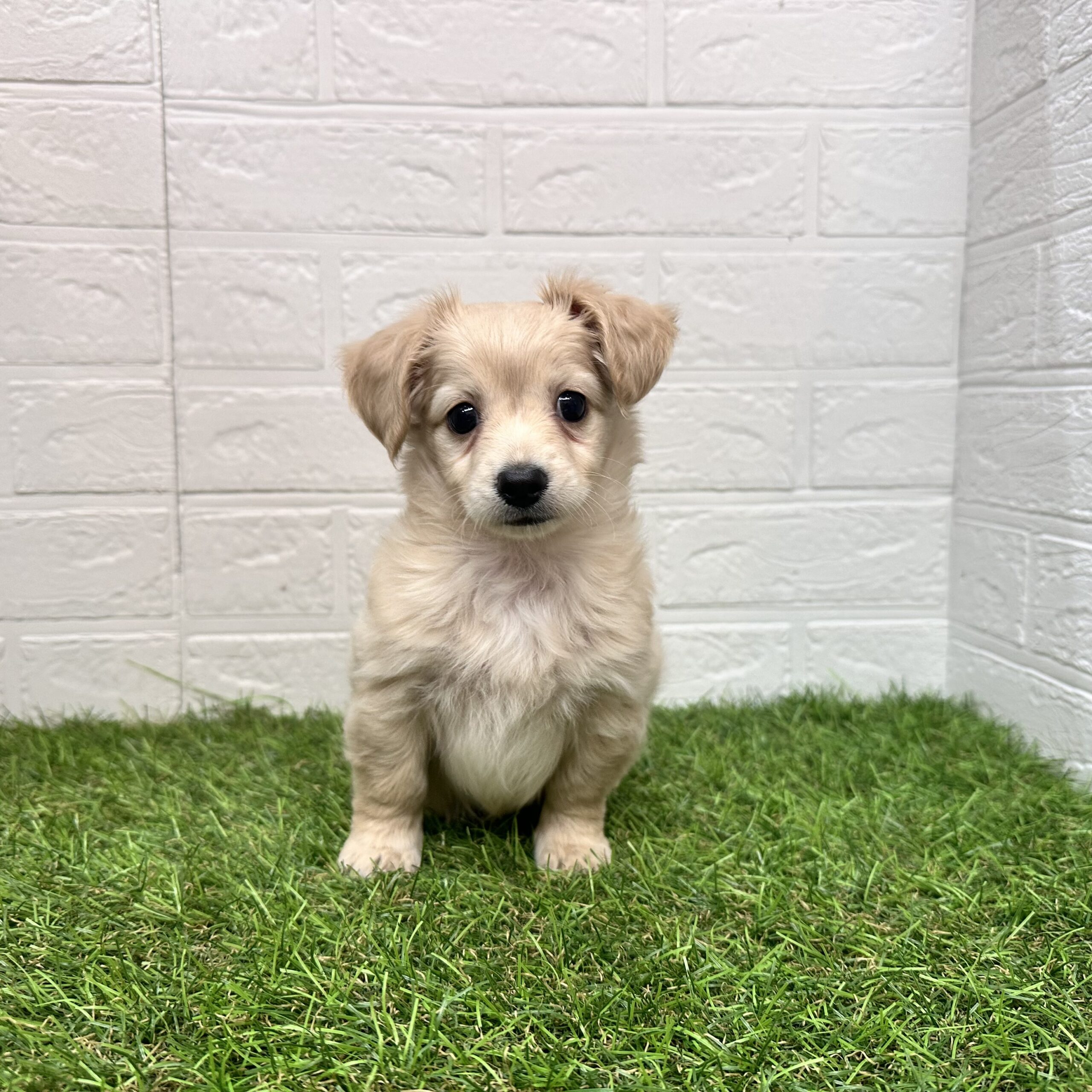 Mix（父ミニチュアダックスフンド（ロング）×母チワワ（ロング））