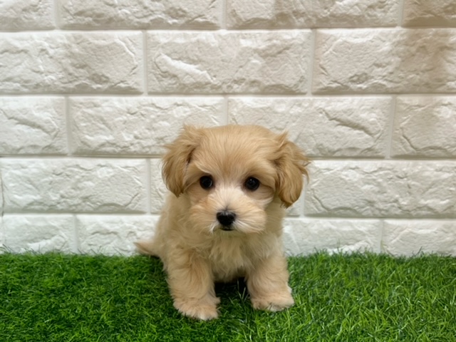 Mix(父マルチーズ×母トイプードル)