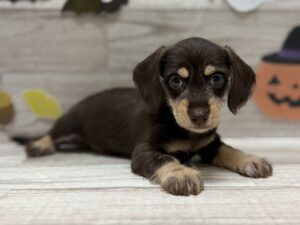 Mix（カニヘンダックスフンド×ミニチュアシュナウザー）　￥217,800(税込)