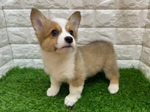 ④ウェルシュコーギーペンブロークalt=