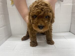 トイプードル￥174,900(税込)