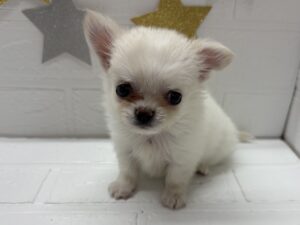 ①チワワ(ロング)￥295,900(税込)→￥262,900(税込)