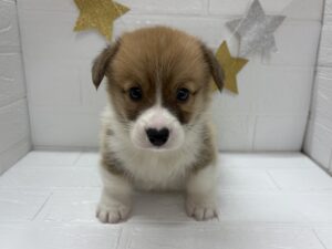 ④ウェルシュコーギーペンブローク￥361,900(税込)