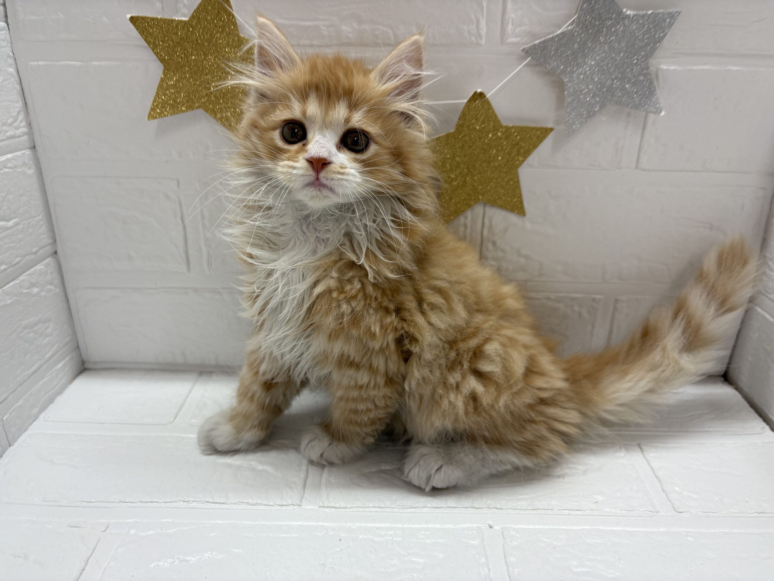 ①サイベリアン