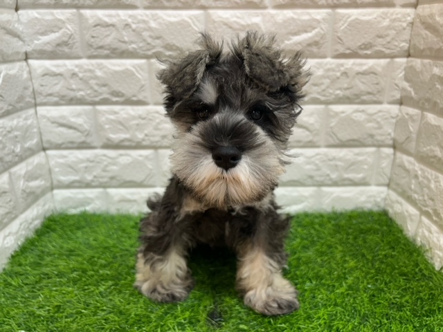 ミニチュアシュナウザー